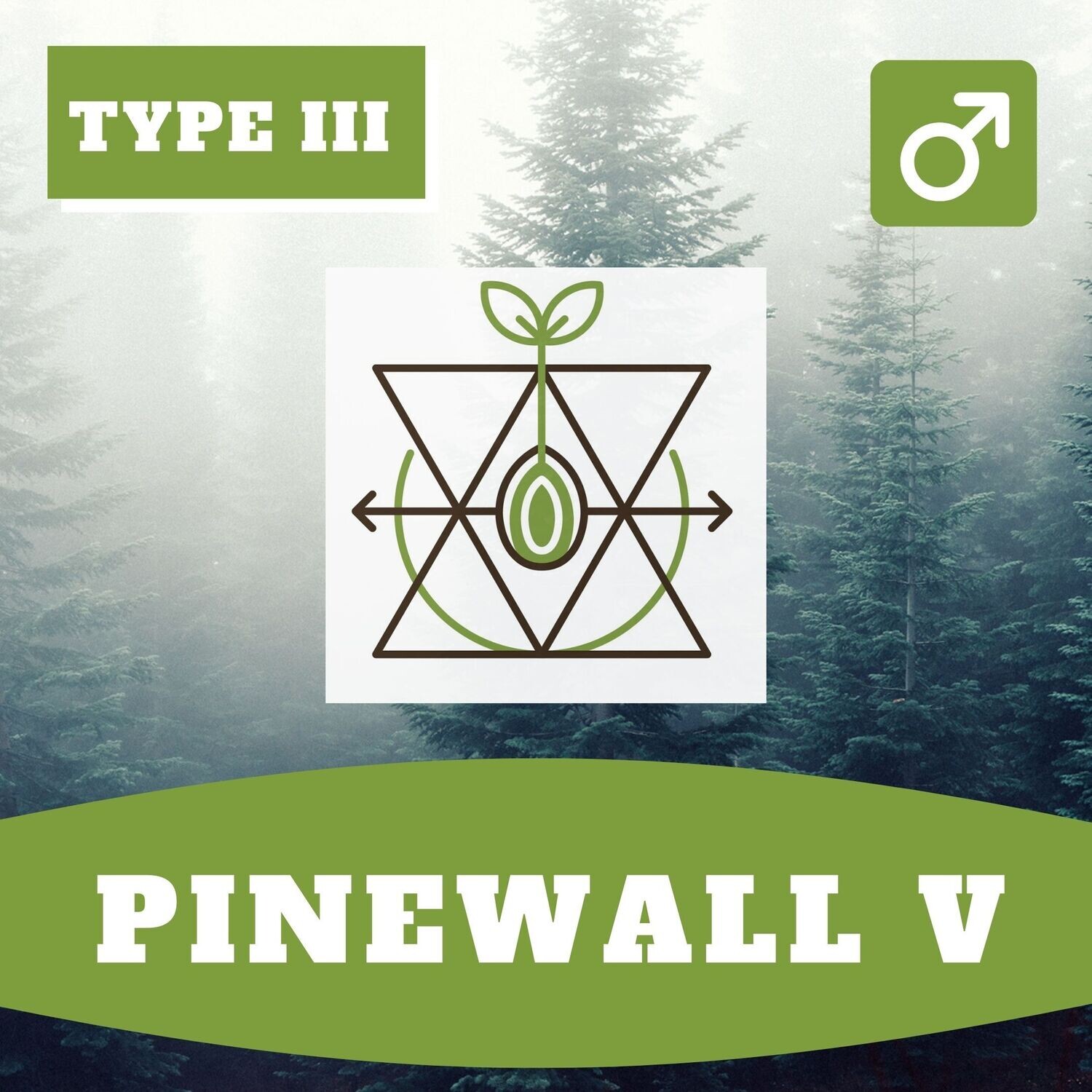 Pinewall V (R) - 20 Seeds