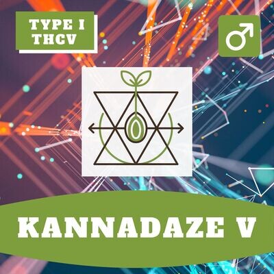**Kannadaze V - 12 (R) Seeds** **Kannadaze V - 12 (R) Seeds**