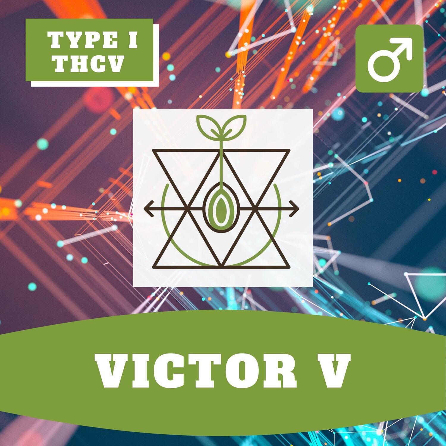 **Victor V - 12 (R) Seeds**