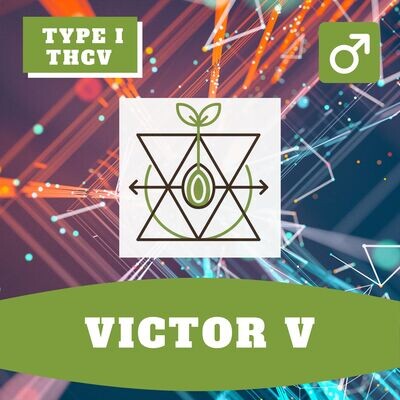 **Victor V - 12 (R) Seeds** **Victor V - 12 (R) Seeds**