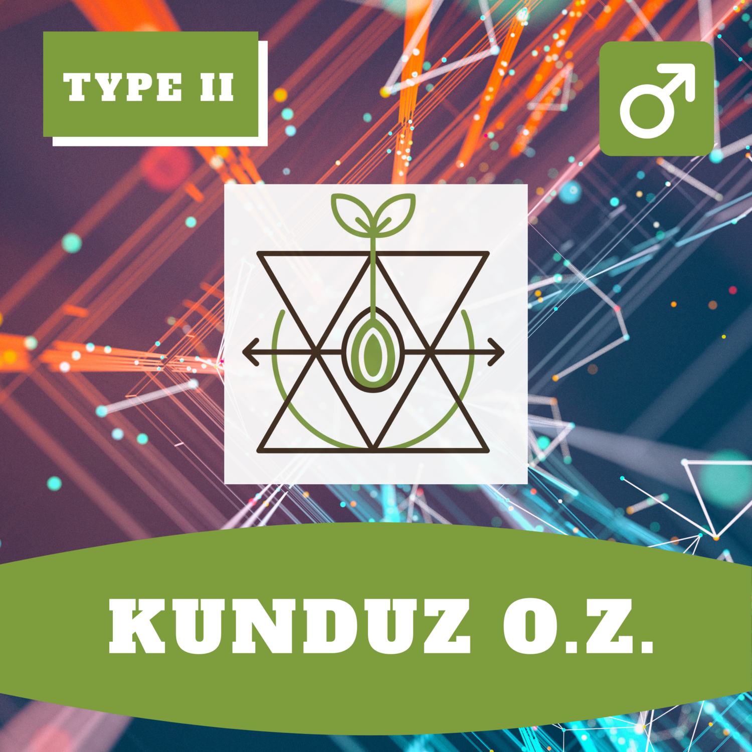 **Kunduz O.Z. - 12 (R) Seeds**
