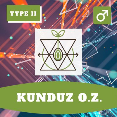 **Kunduz O.Z. - 12 (R) Seeds** **Kunduz O.Z. - 12 (R) Seeds**