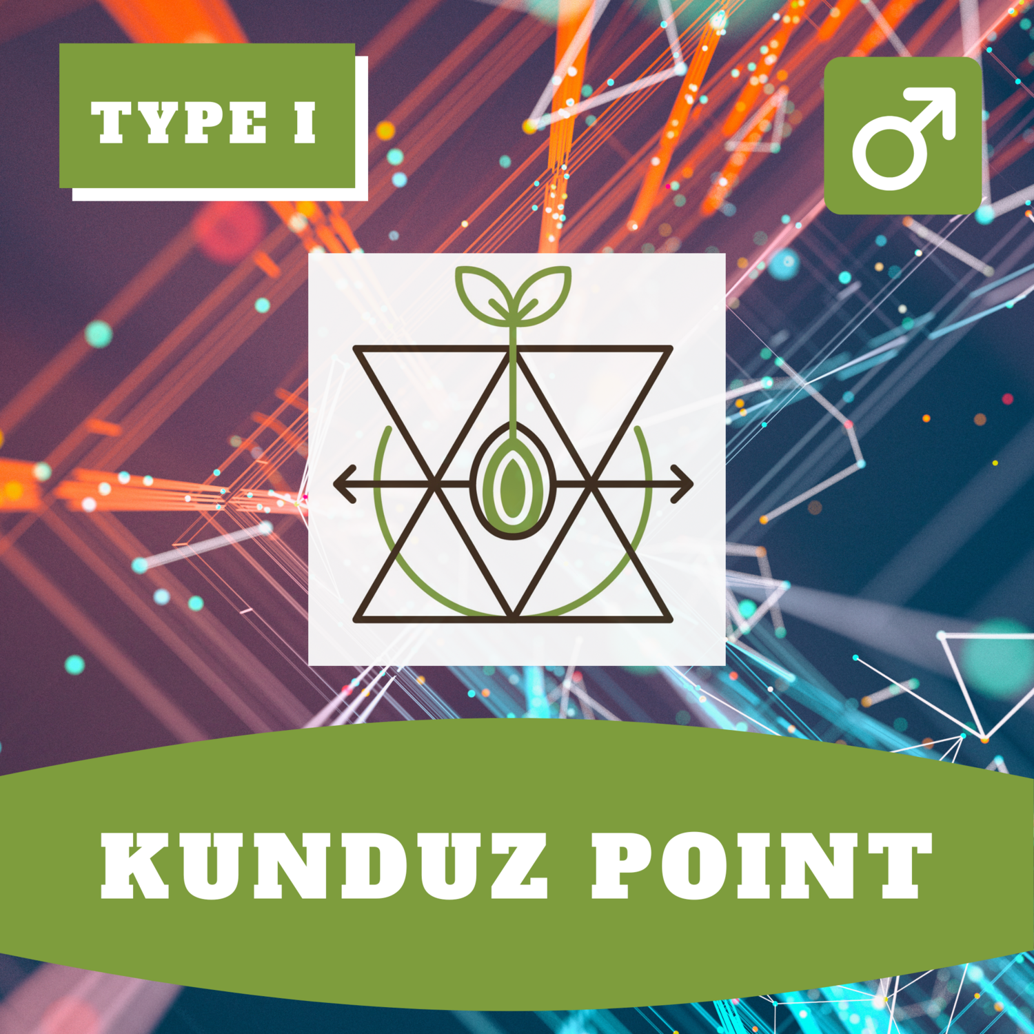 **Kunduz Point - 12 (R) Seeds**
