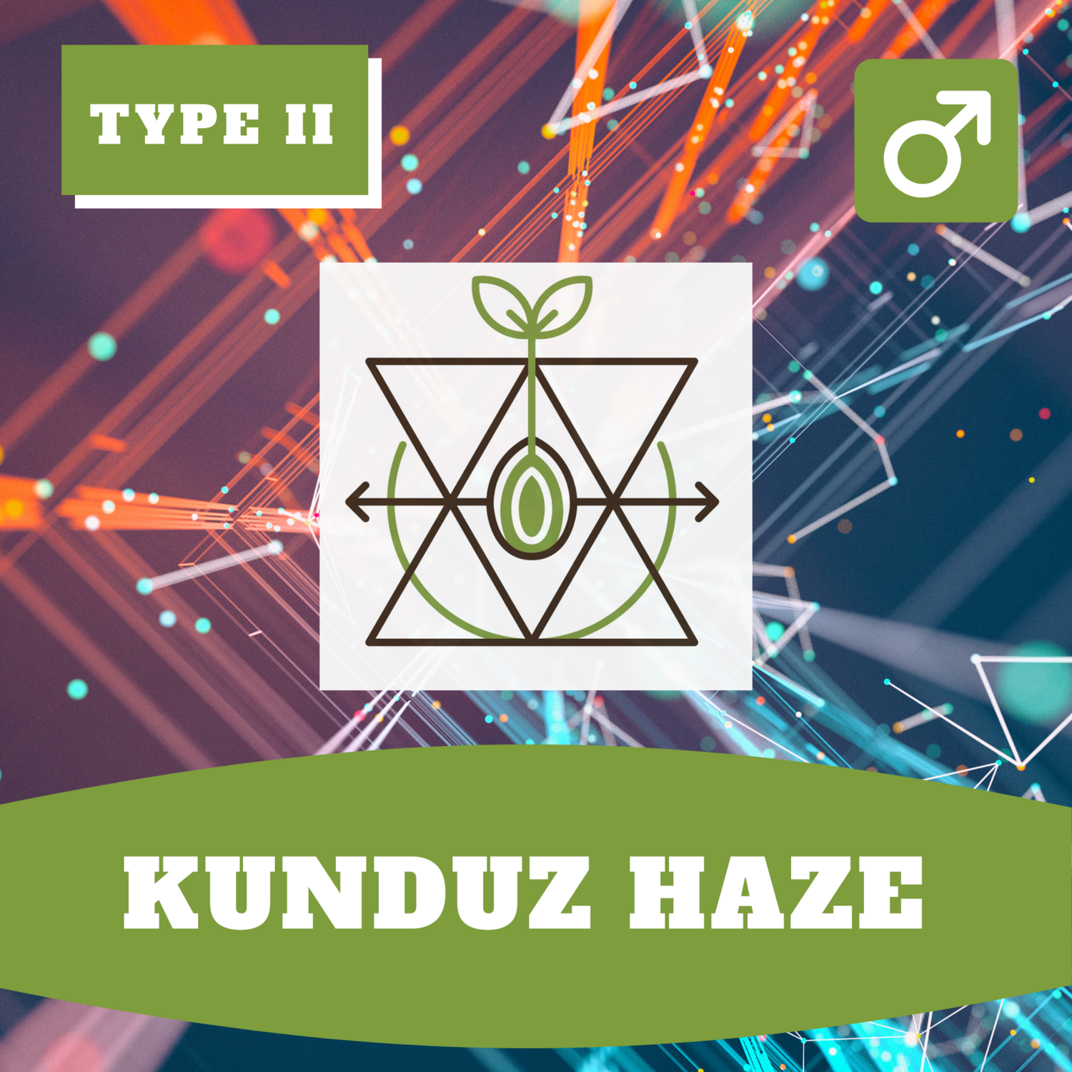 **Kunduz Haze - 12 (R) Seeds** **Kunduz Haze - 12 (R) Seeds**