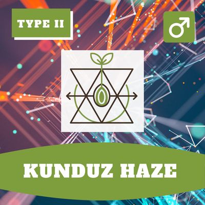 **Kunduz Haze - 12 (R) Seeds** **Kunduz Haze - 12 (R) Seeds**