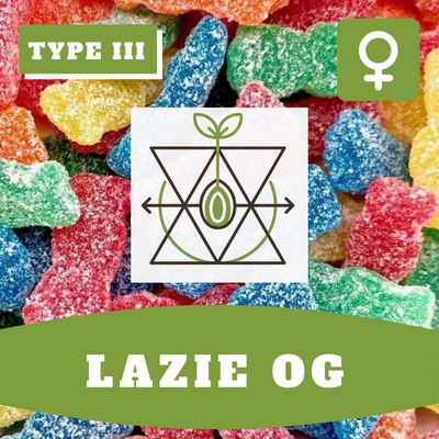 Layzie OG (F) CBD