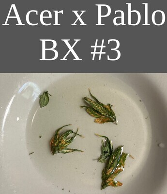 Acer x Pablo BX #3