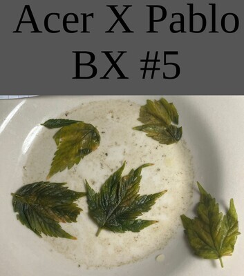 Acer x Pablo BX #5