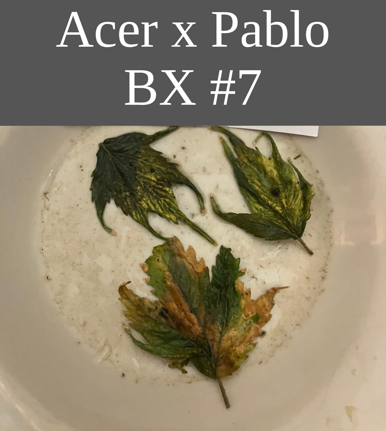 Acer x Pablo BX #7 Acer x Pablo BX #7