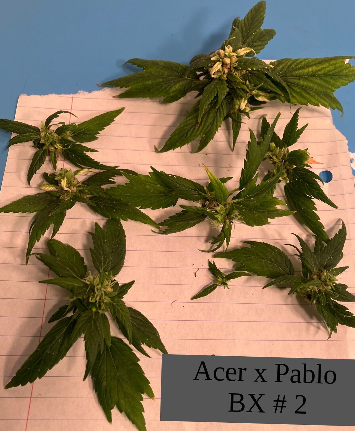 Acer x Pablo BX #2