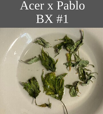 Acer X Pablo BX #1