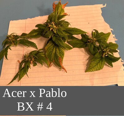 Acer x Pablo BX #4