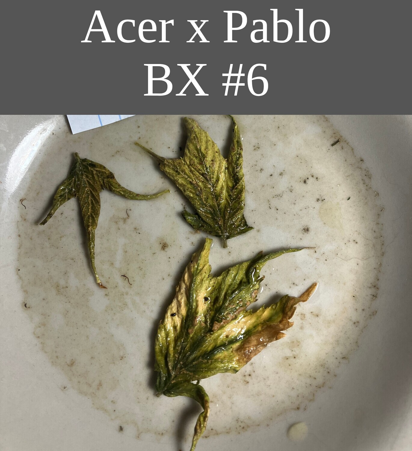 Acer x Pablo BX #6 Acer x Pablo BX #6