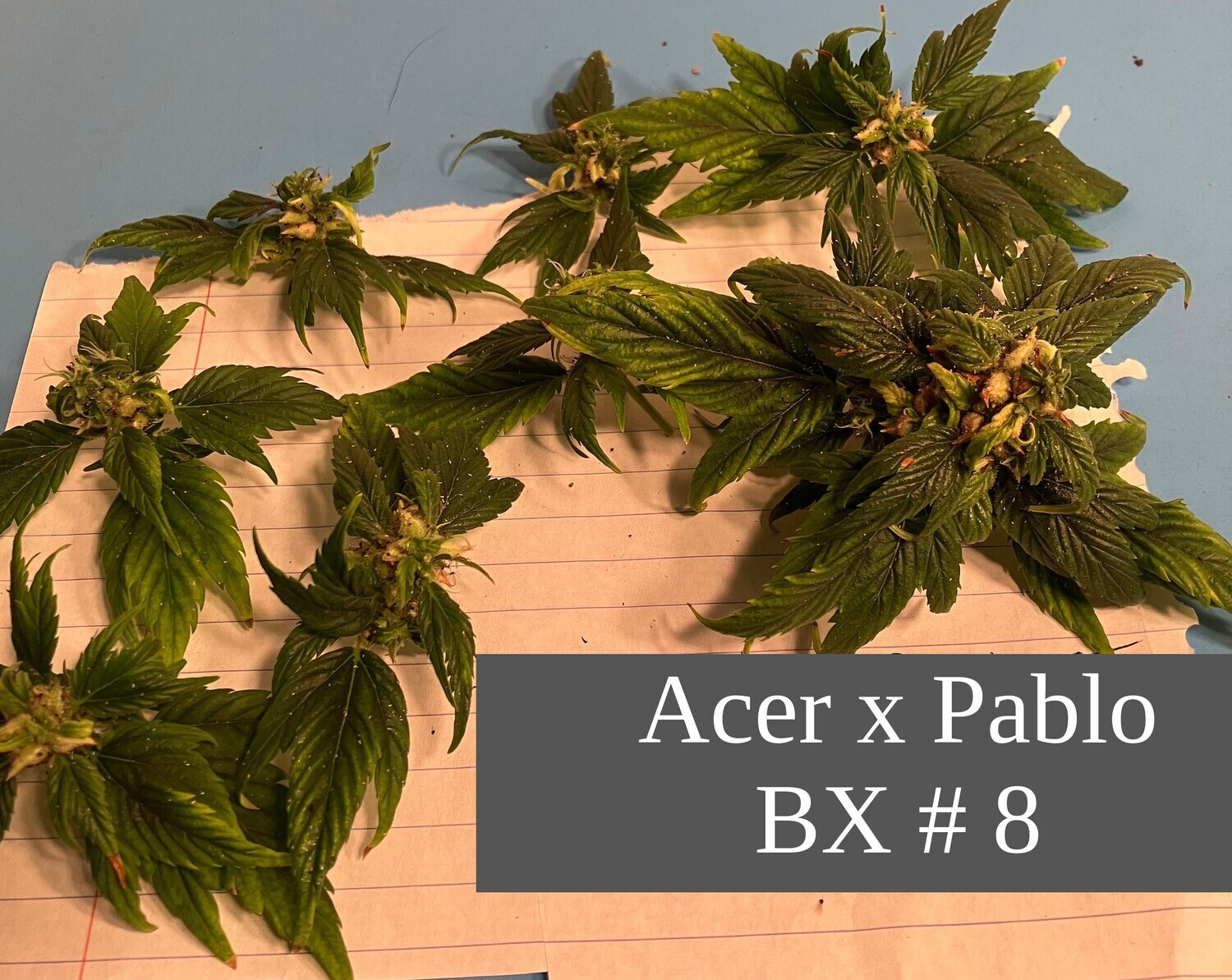 Acer x Pablo BX #8 Acer x Pablo BX #8