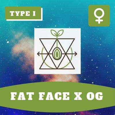 Fat Face x OG (F) - 12 Seeds Fat Face x OG (F) - 12 Seeds