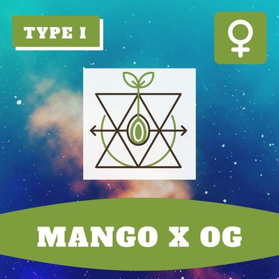 Mango x OG (F) - 12 Seeds Mango x OG (F) - 12 Seeds