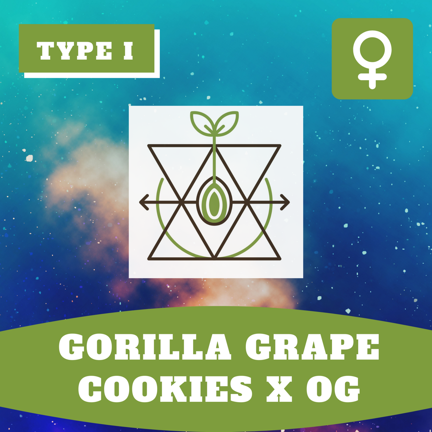 Gorilla Grape Cookies x OG (F) - 12 Seeds Gorilla Grape Cookies x OG (F) - 12 Seeds