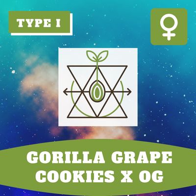 Gorilla Grape Cookies x OG (F) - 12 Seeds Gorilla Grape Cookies x OG (F) - 12 Seeds