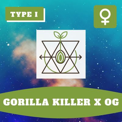 Gorilla Killer x OG (F) - 12 Seeds Gorilla Killer x OG (F) - 12 Seeds