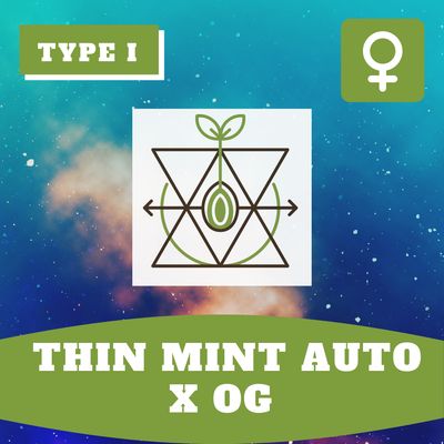 ** Thin Mint Auto x OG (F) - 12 Seeds ** Thin Mint Auto x OG (F) - 12 Seeds