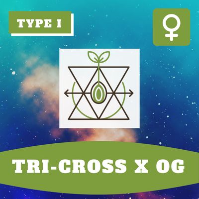 Tri-Cross x OG (F) - 12 Seeds Tri-Cross x OG (F) - 12 Seeds