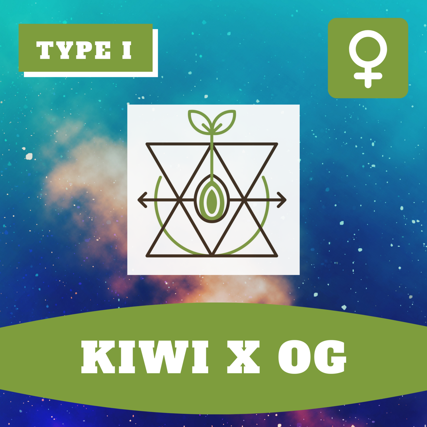 Kiwi x OG (F) - 12 Seeds