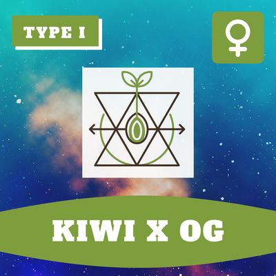 Kiwi x OG (F) - 12 Seeds Kiwi x OG (F) - 12 Seeds