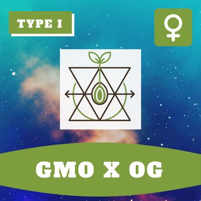 ** GMO x OG (F) - 12 Seeds ** GMO x OG (F) - 12 Seeds