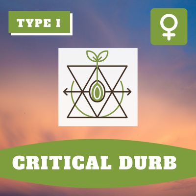 Critical Durb - (F) Seeds