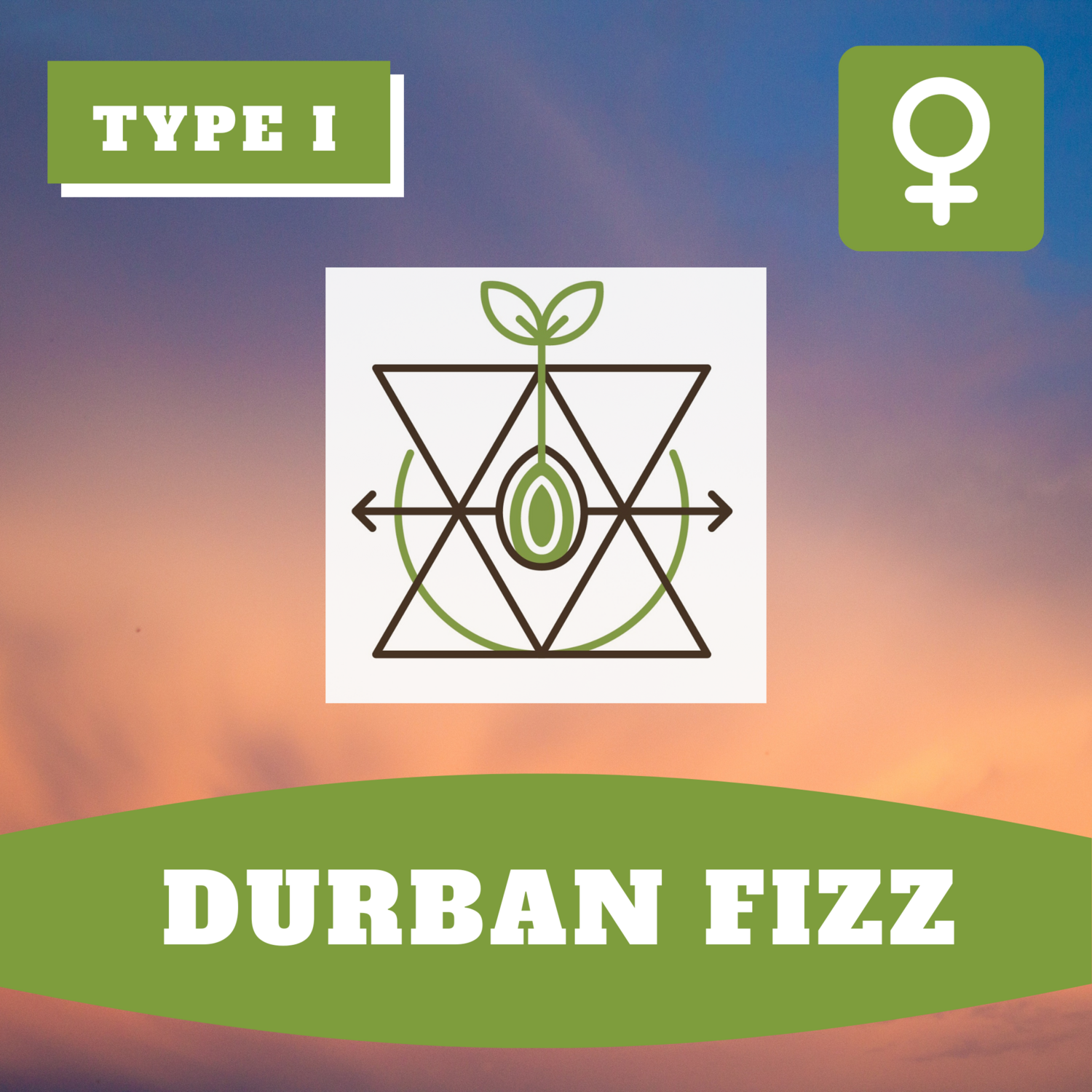 Durban Fizz - (F) Seeds