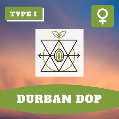 Durban Dop - (F) Seeds