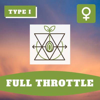 Full Throttle - (F) Seeds