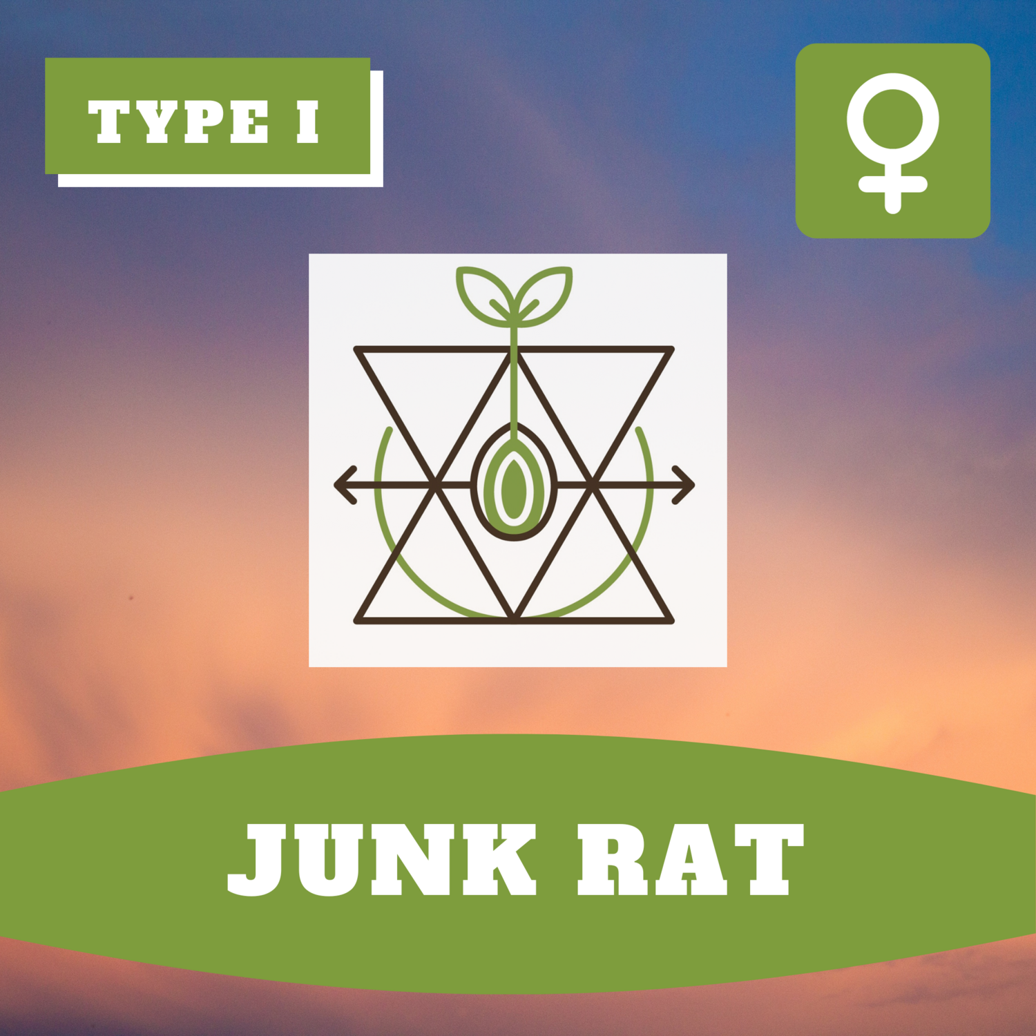 Junk Rat - (F) Seeds