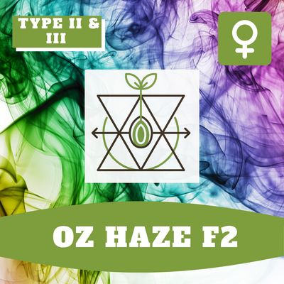 OZ Haze F2 - (F) Seeds OZ Haze F2 - (F) Seeds