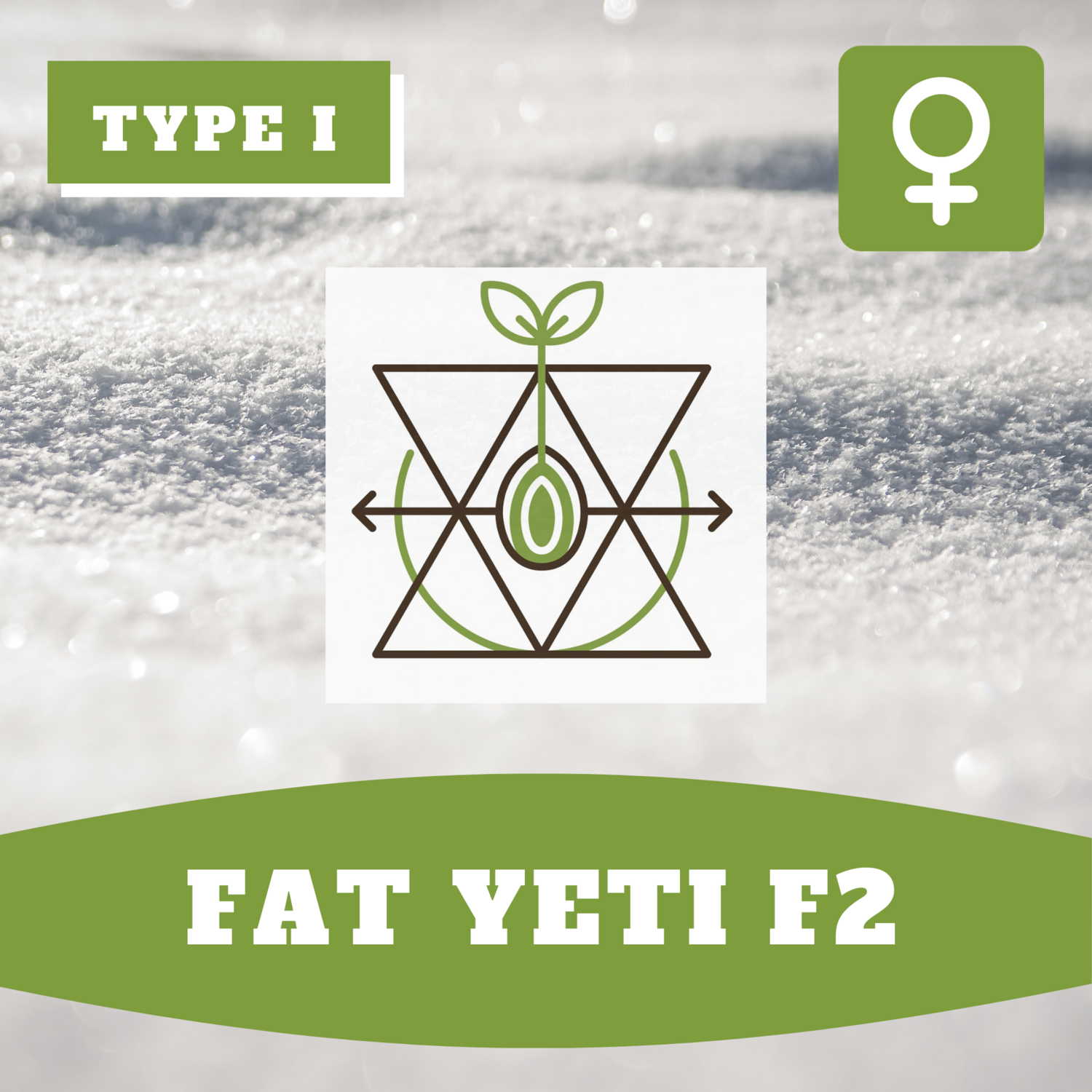 Fat Yeti F2 -  (F) Seeds