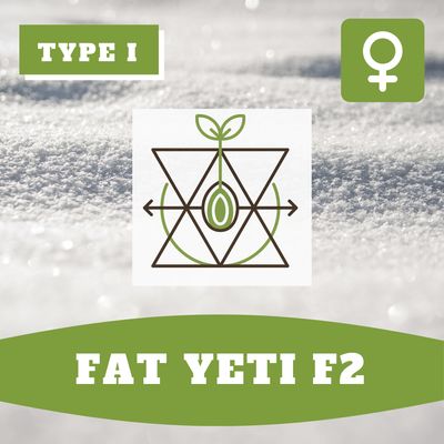 Fat Yeti F2 -  (F) Seeds