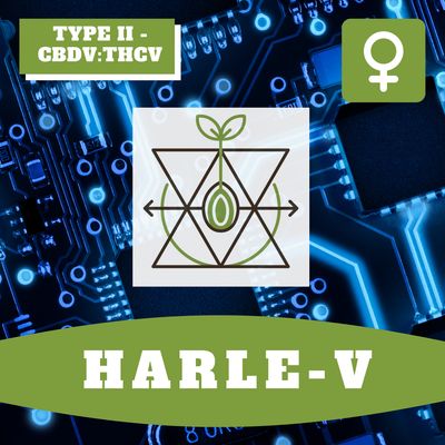 Harle-V - 12 (F) Seeds