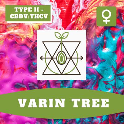 Varin Tree - 12 (F) Seeds Varin Tree - 12 (F) Seeds