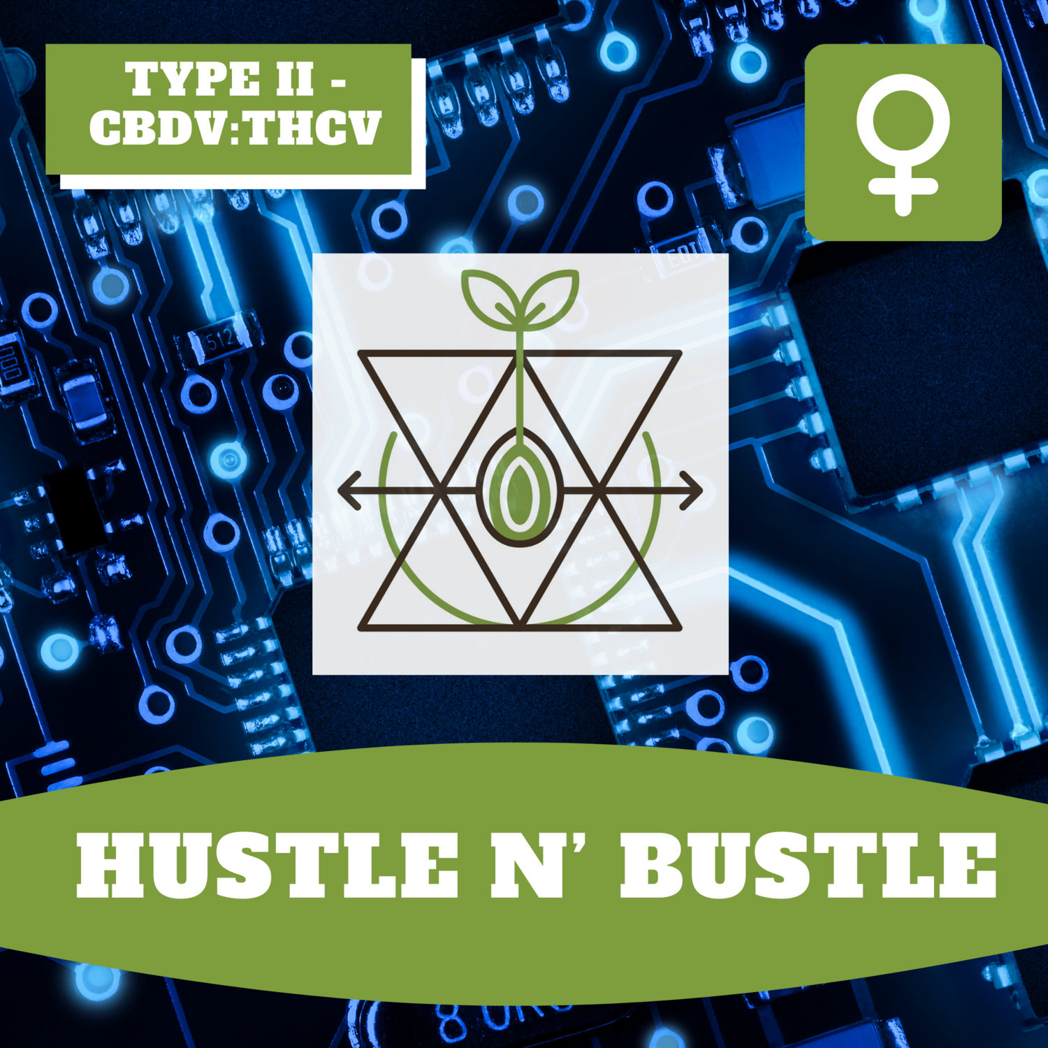 Hustle N' Bustle 12 (F) Seeds