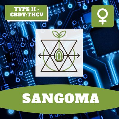 Sangoma - 12 (F) Seeds