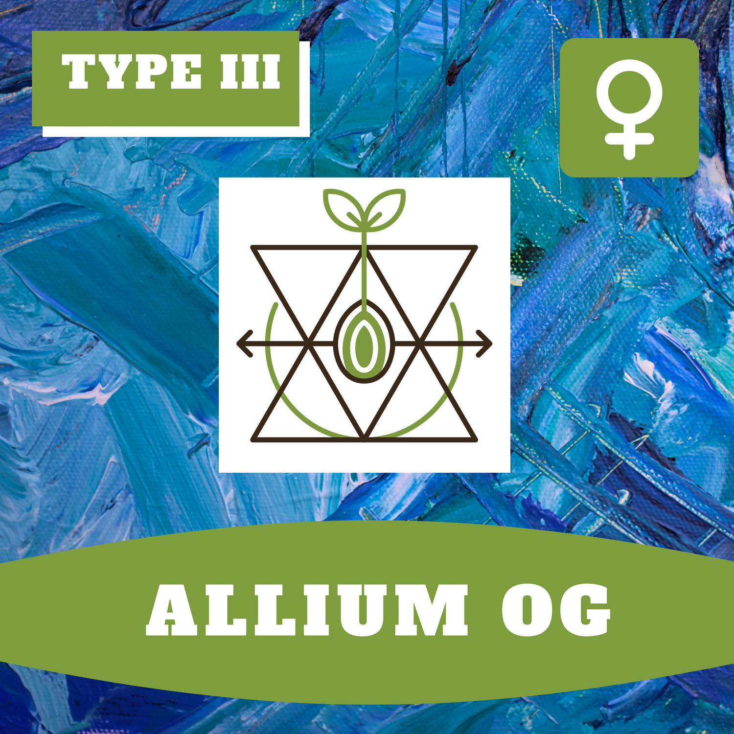 Allium OG (F) Seeds Allium OG (F) Seeds