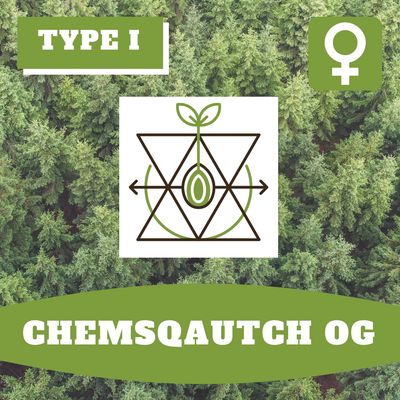 * ChemSqautch OG (F) * - 12 Seeds * ChemSqautch OG (F) * - 12 Seeds