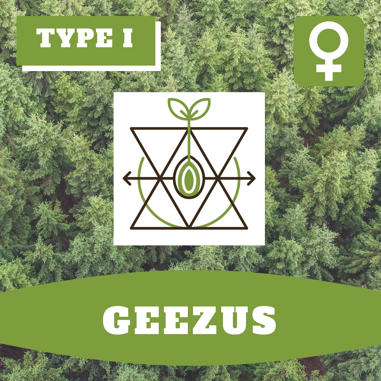 * Geezus (F) * - 12 Seeds
