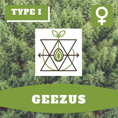 * Geezus (F) * - 12 Seeds * Geezus (F) * - 12 Seeds