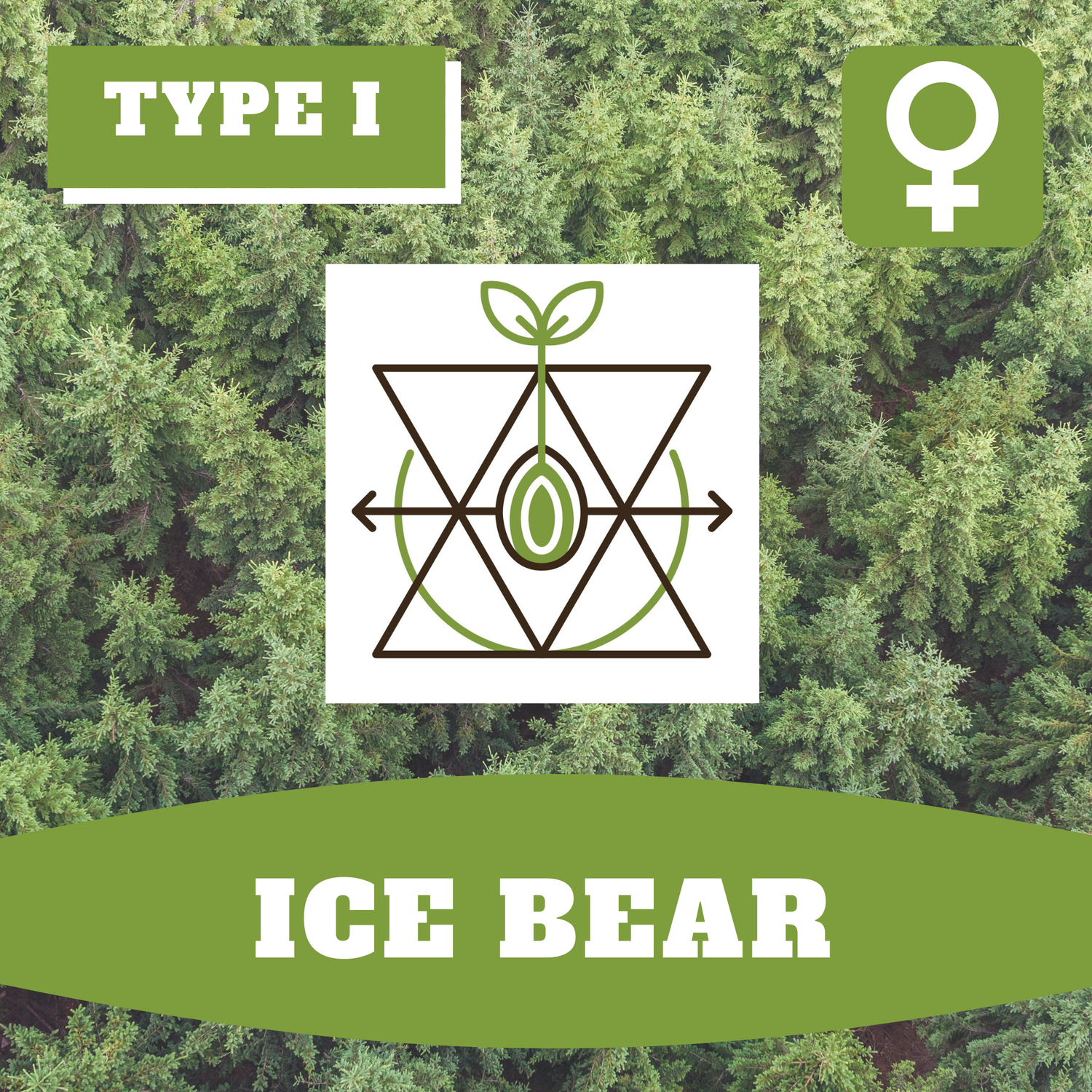 * Ice Bear (F)* - 12 Seeds * Ice Bear (F)* - 12 Seeds