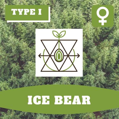 * Ice Bear (F)* - 12 Seeds * Ice Bear (F)* - 12 Seeds