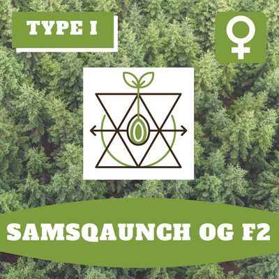 * Samsqaunch OG F2 (F)* - 12 Seeds * Samsqaunch OG F2 (F)* - 12 Seeds