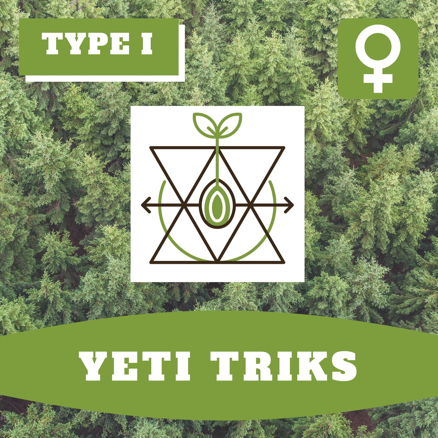 * Yeti Triks (F) * - 12 Seeds