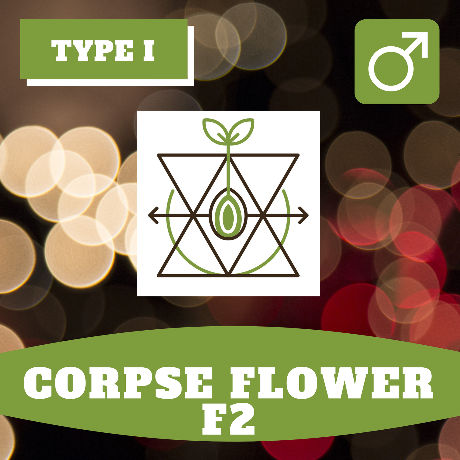 Corpse Flower F2 - 12 (R)  Seeds