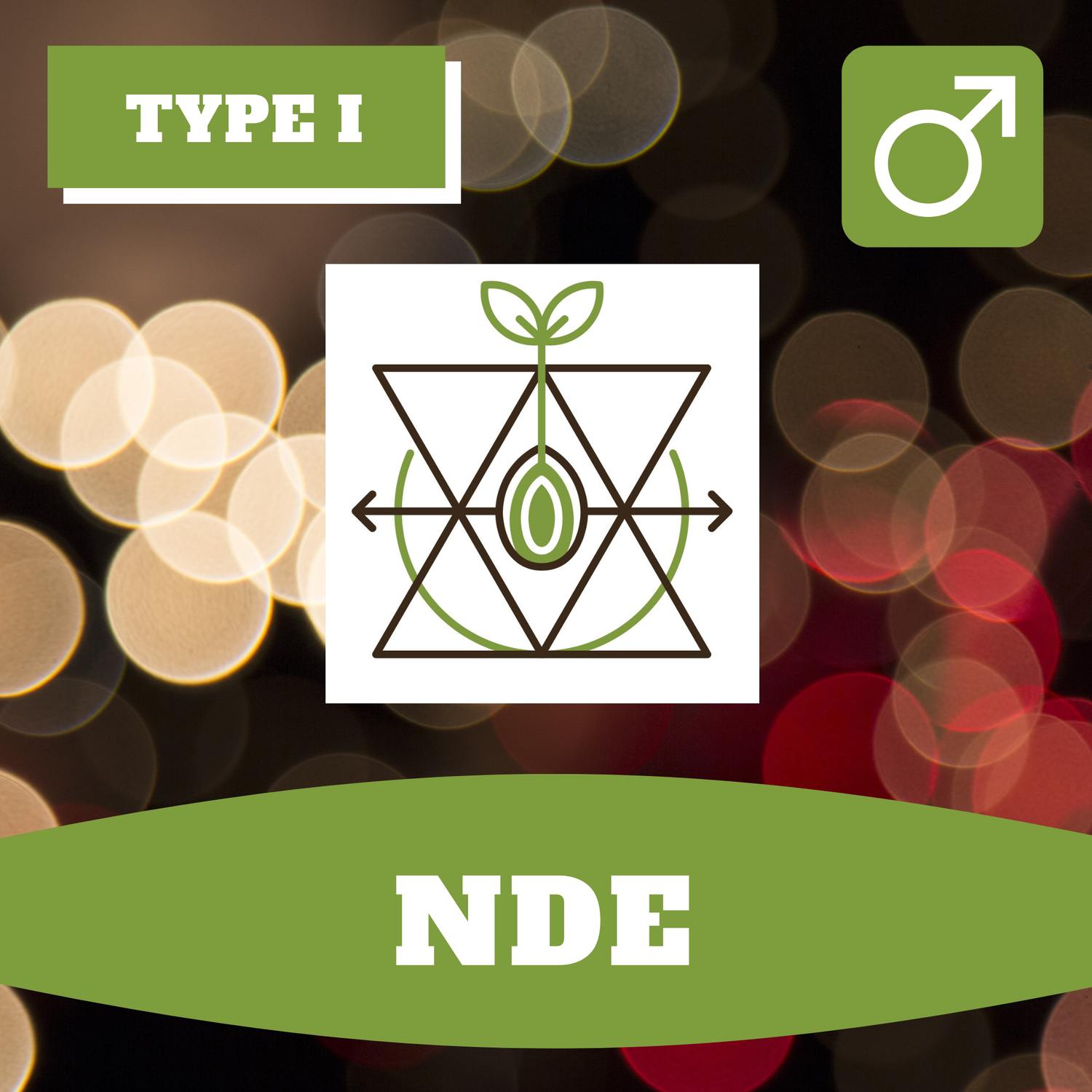 NDE - 12 (R) Seeds NDE - 12 (R) Seeds